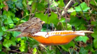 IECV NV #442 - 👀Two Female House Sparrows Eating Seeds At The Orange Glass Feeder 🐤🐤7-27-2017