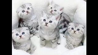 Cute Cats