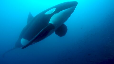 Gigantic orca menacingly appears out of the shadows to inspect scuba diver