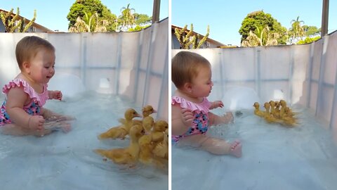 Baby adorably entertained by swimming ducklings