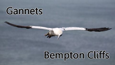 The gannets of Bempton Cliffs