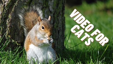 Squirrels For Cats To Watch | TV For Cats | Kingdom Of Awais