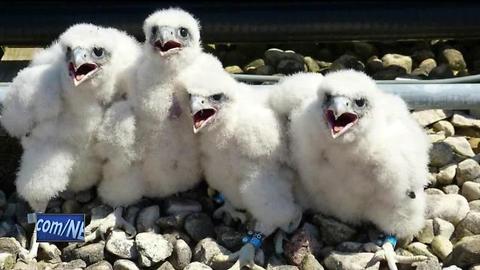 UWGB's peregrine falcons named