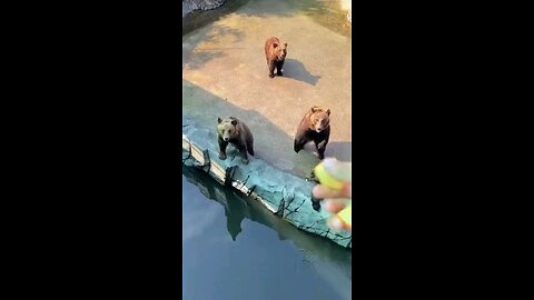 bears dance