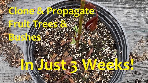 How to Clone & Propagate Fruit Trees & Bushes in 3 Weeks