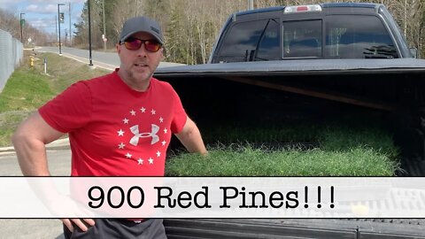 Episode 27 - 900 Red Pine Seedlings