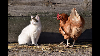 Chicken VS Dog & Cat Fights - Funny Fights Video