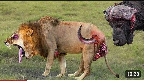 Shocking Moments When Painful Lions Are Attacked And Tortured By Africa's Deadliest Preys