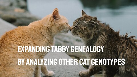 Expanding Tabby Genealogy by Analyzing Other Cat Genotypes