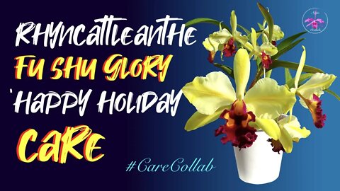 Rhyncattleanthe Fu Shu Glory 'Happy Holiday' | The DEFINITION of DIVA in a Bifoliate #CareCollab