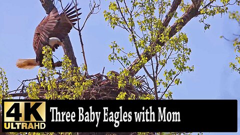 Three Baby Bald Eagles and their Mom in an urban Minnesota metro area nest. Nature in 4K