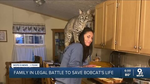 Family training to save potty-trained pet bobcat's life