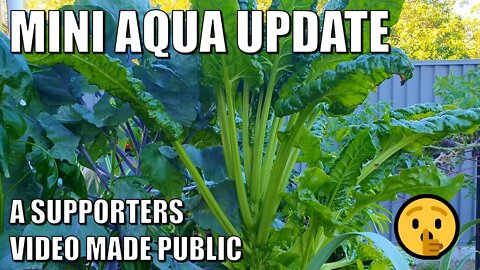 Mini Aquaponics System Update | Videos Ideas Please & Early Spring Update