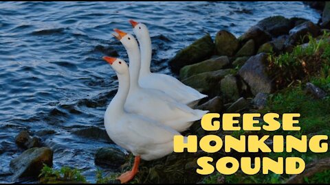 Geese Honking Sound Loud | Geese Sound Effect | Kingdom Of Awais