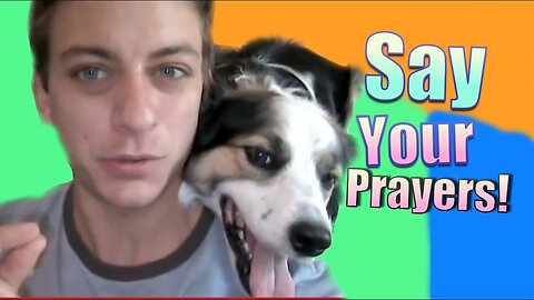 Dog Training: How To Teach Your Dog "Say Your Prayers"