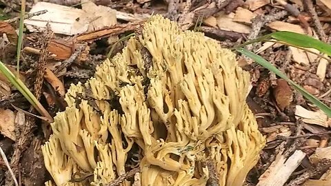 Yellow Coral Fungus Alaska