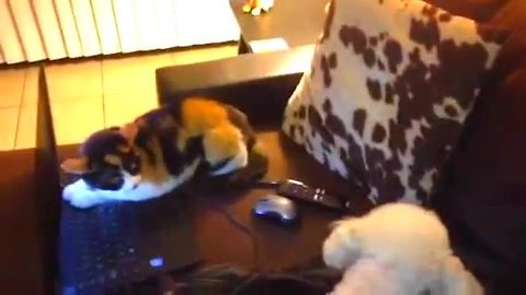 Dog and cat argue over who gets to use laptop