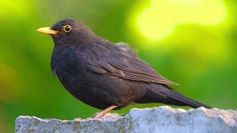 Male Blackbird on a Stone Wall on a Very Windy Day