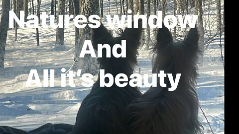 Natures Window for Dogs