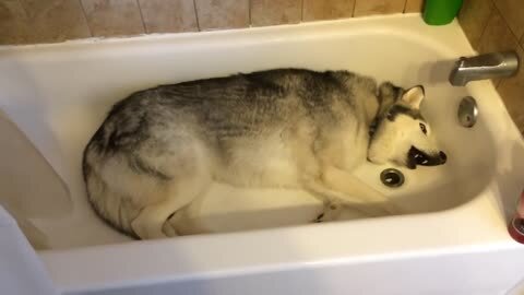 Stubborn Husky throws hilarious temper tantrum in the bathtub