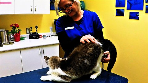 Vet technician begins exam on a cat and the two are beyond adorable!