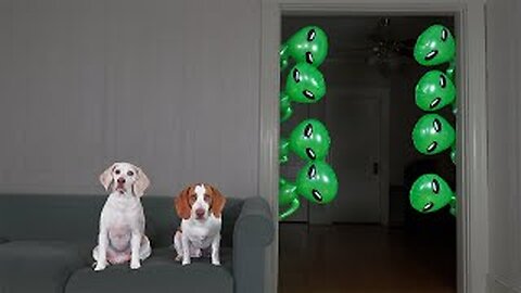 Dogs vs Mini Aliens Prank!: Funny Dog Maymo & Potpie Pranked by Alien Invasion