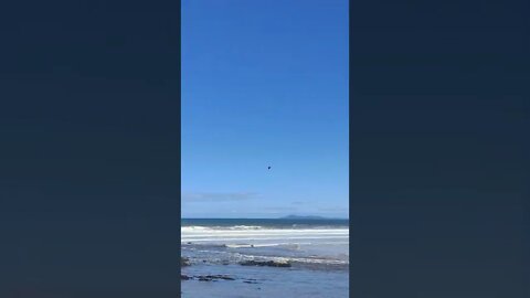Australian Sea Eagle 🇦🇺 🦅
