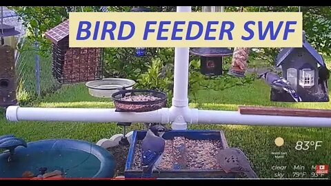 Florida Bird Feeder Live Camera HD