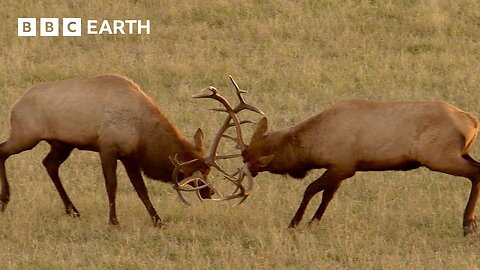 Rival Male Elk Rut for Supremacy Yellowstone BBC Earth