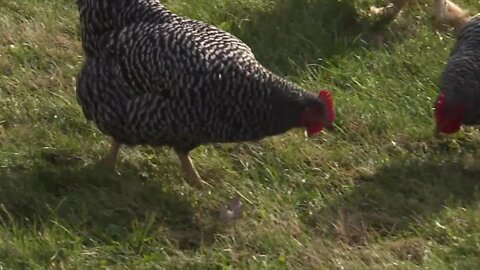 Avian flu detected in Twin Falls county