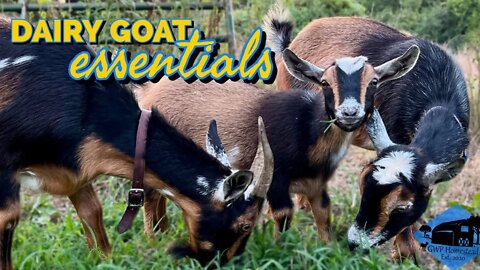 5 Things to Know BEFORE You Get Dairy Goats!