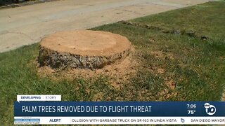 Palm trees removed due to flight threat