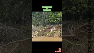 Onça fugindo de ariranhas no Pantanal #shorts
