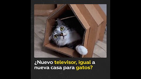 Gato recibe una casa de cartón cuando sus dueños compraron una nueva TV