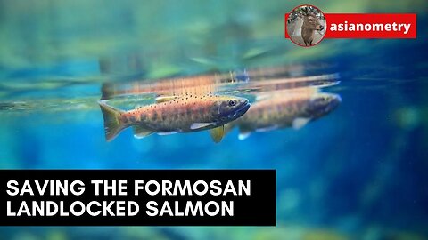 Saving the Formosan Landlocked Salmon