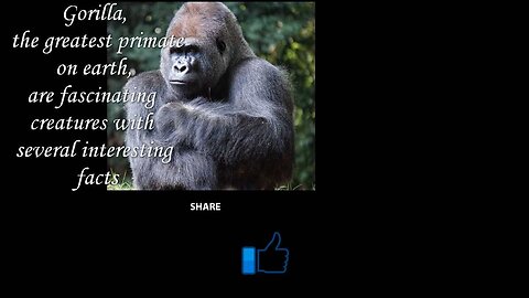 The gorilla, the greatest primate, possesses a fascinating array of interesting facts.