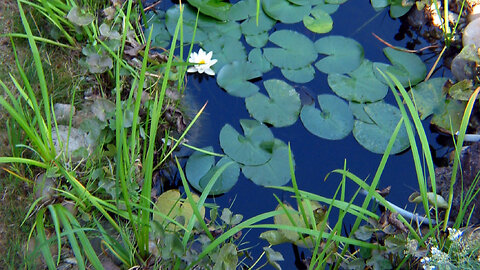 Tranquil Garden Pond 🇩🇪 (2022-09)