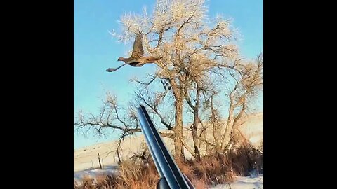 Pheasant Hunt | Lily chases this one down 23hs1