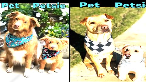 PETS WITH THEIR PETSIE