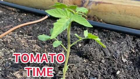 Tomatoes are in the ground. End of summer gardening update zone 9A homestead custom home builder