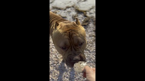 MASSIVE Pit Bull nibbles on sand dollar! 🦁☀️🏖️