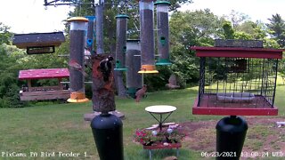 Hairy woodpecker feeds young suet