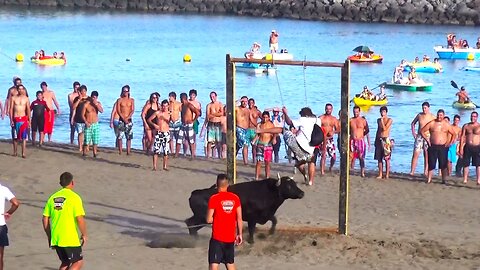 Best Funny Vídeos With Bulls - Clip 8/2015 - Terceira Island Bullfights - Azores