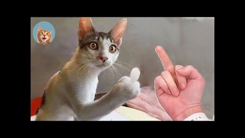 Funny dogs compilation / Funny dog and cats / # shorts