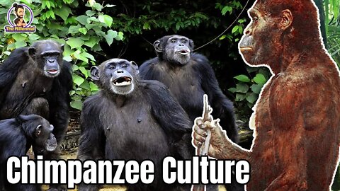 How could culture have sent Humans and Chimpanzees down different evolutionary paths?