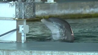 Clearwater Marine Aquarium introduces their newest dolphin