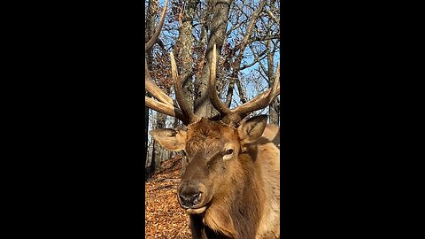 Bull Elk - Eye to Eye at Lone Elk Park