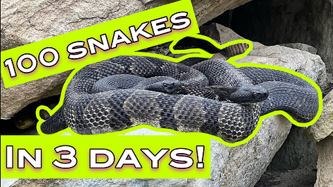 100 Snakes in 3 Days!