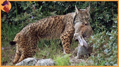 The Rarest Hunting Moments By The Lynx And Bobcat Captured On Camera