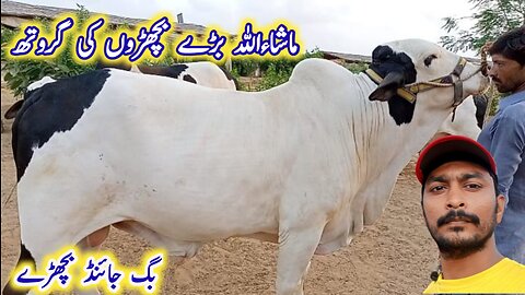 Cholistani Nukraa Ablak bacrhe | 2024 for sale latest updat Alkhaleej farm Cattle Farming